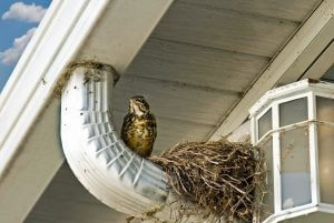 bird hanging by its nest on a home's gutter