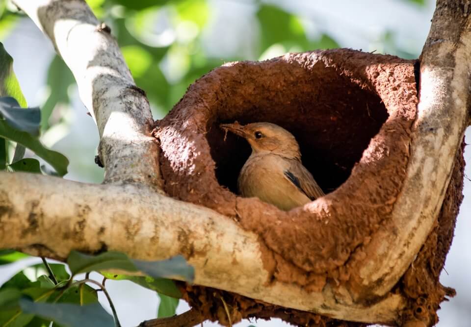 bird in tree