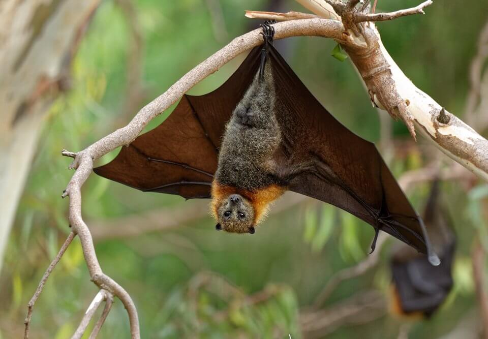 a bat hanging in the tree