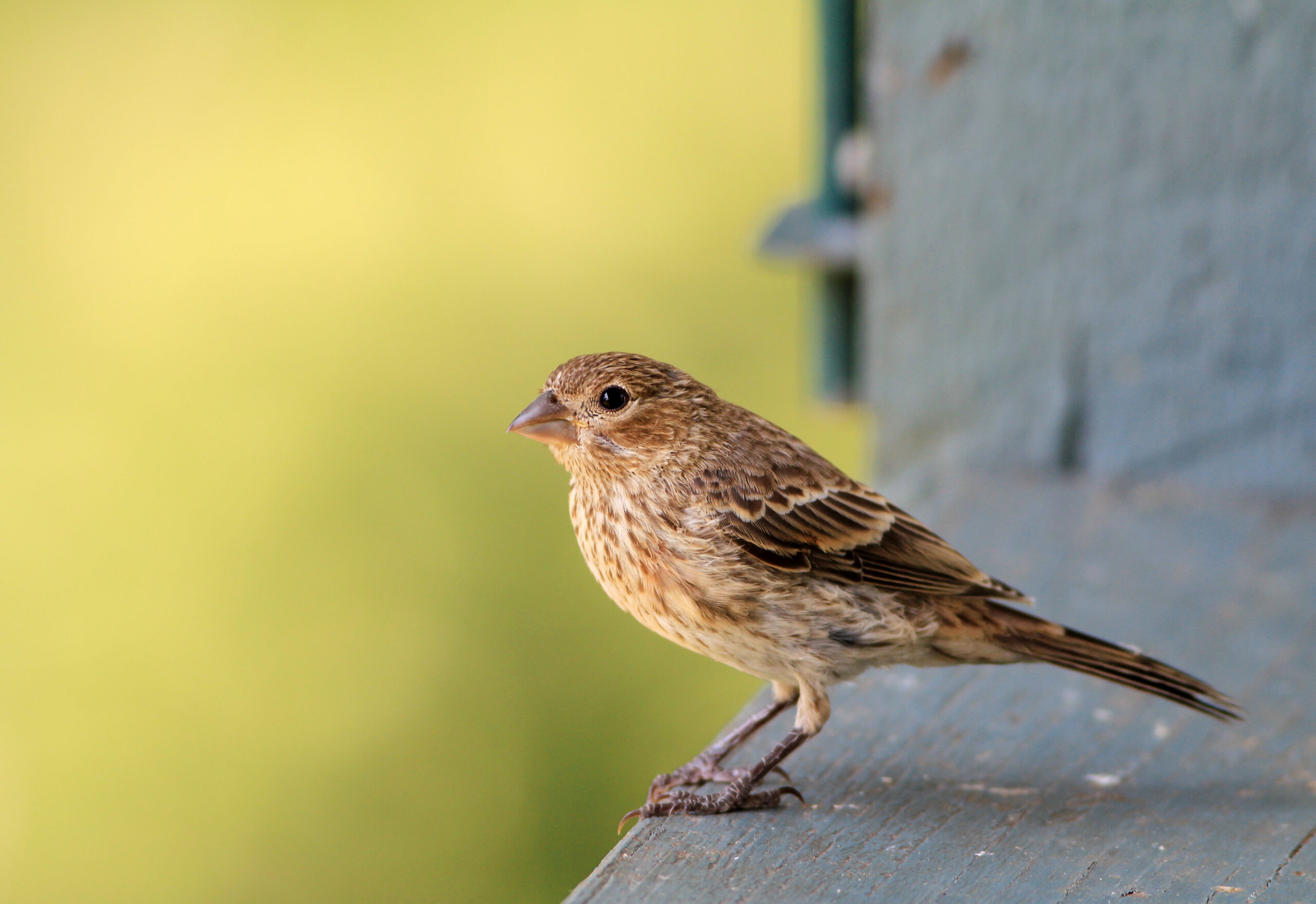 little bird on the edge of a front porch