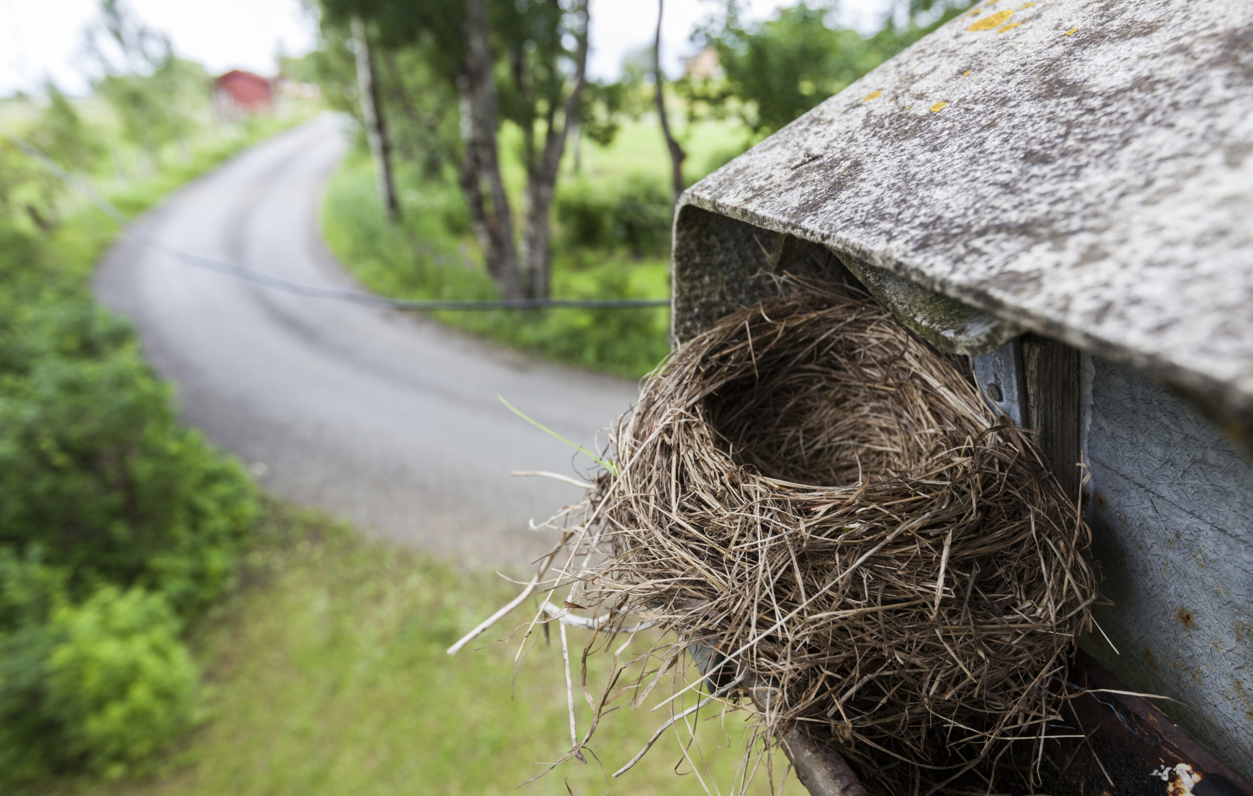 bird's nest on top of home's gutter