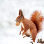 red squirrel with a nut in its mouth outside during the winter snow