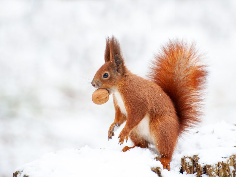 red squirrel with a nut in its mouth outside during the winter snow