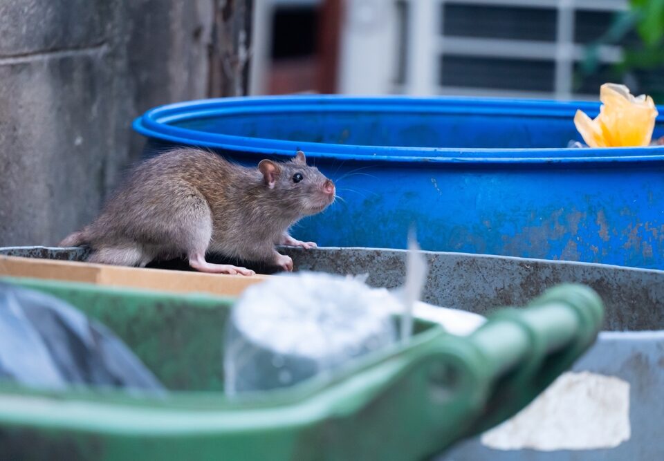 rat outside on a trash can